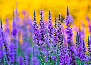 《堕落之主》官方18分钟加长版演示 体验双重世界